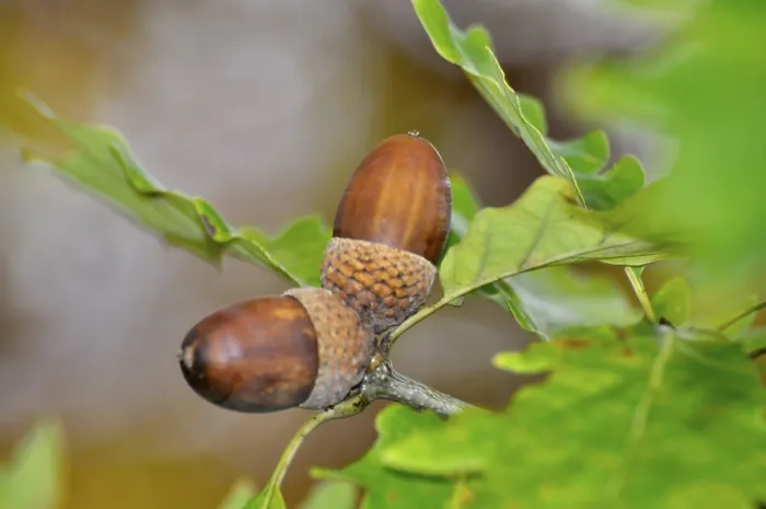 Framed Print : Oak branch in autumn with acorns