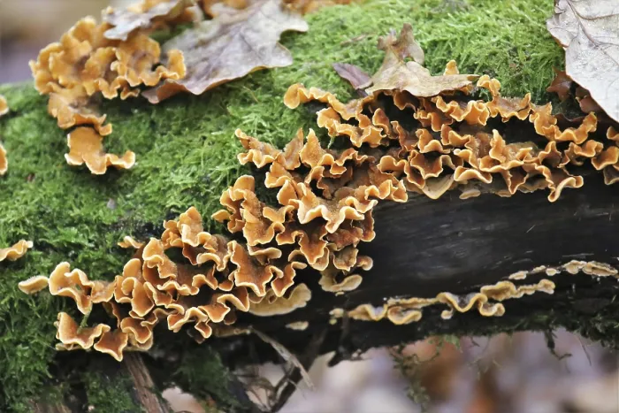 Framed Print : Oak layer fungus (Stereum gausapatum)
