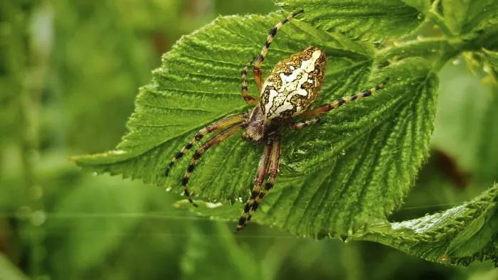Framed Print : Oak leaf wheel spider (aculepeira ceropegia) with distinctive back on a green leaf in nature Framed Print : Oak leaf wheel spider (aculepeira ceropegia) with distinctive back on a green leaf in nature