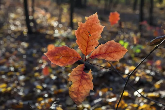 Framed Print : The oak leaves (quercus) glow red in autumn forest