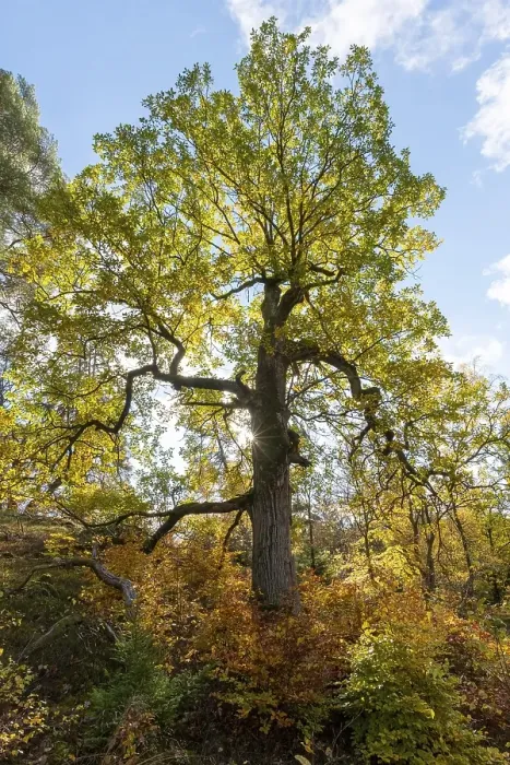 Framed Print : Oak (Quercus) in autumn, backlight
