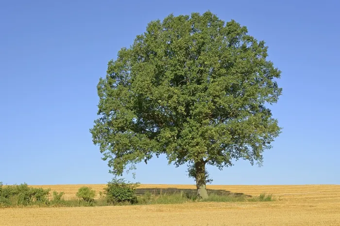 Framed Print : Oak (Quercus), solitary tree, stubble field