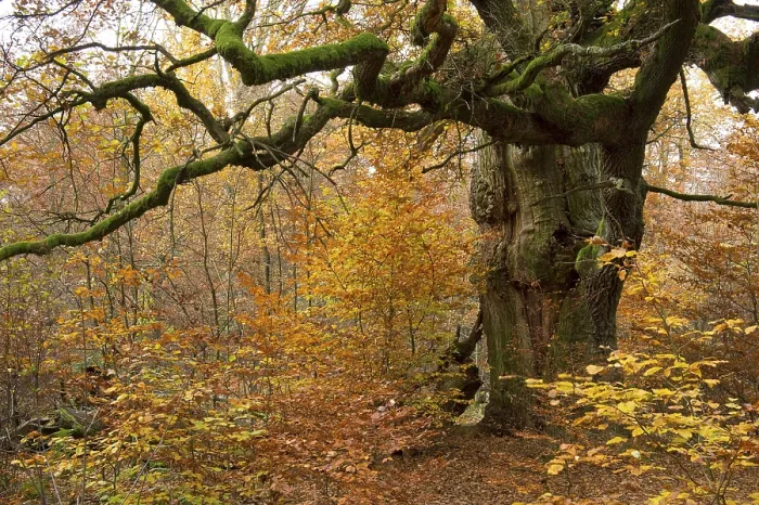 Framed Print : Oak (Quercus), Urwald Sababurg primeval forest Framed Print : Oak (Quercus), Urwald Sababurg primeval forest