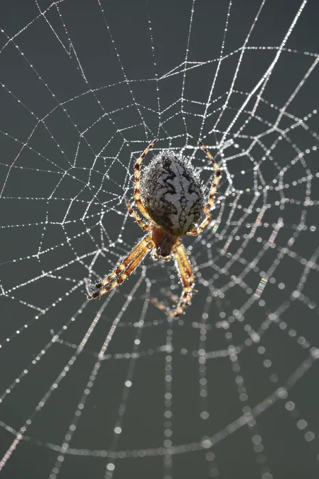 Framed Print : Oak Spider (Aculepeira Ceropegia syn) Framed Print : Oak Spider (Aculepeira Ceropegia syn)