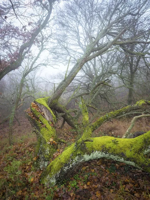 Framed Print : Oak tree covered with moss in a misty woodland in Burgenland Austria