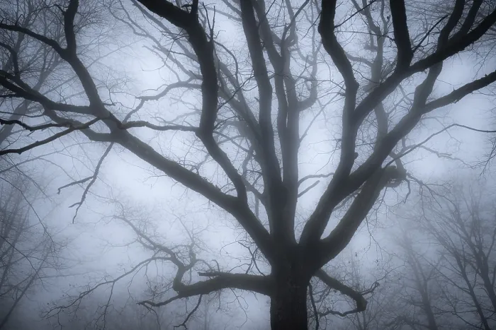 Framed Print : Oak tree in a foggy forest, Hohenlohe