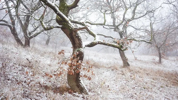 Framed Print : Oak tree forest with snow in winter in Burgenland
