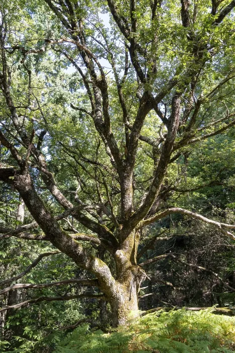 Framed Print : Oak tree with green foliage and moss-covered trunk expanding branches in a forest Framed Print : Oak tree with green foliage and moss-covered trunk expanding branches in a forest