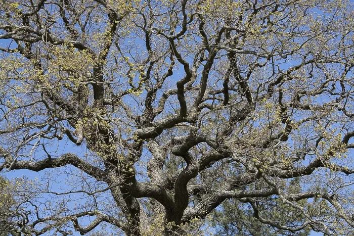 Framed Print : Oak tree with strong branches in spring forest