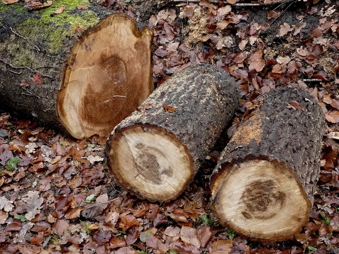 Framed Print : Oak trunks in the forest, freshly cut