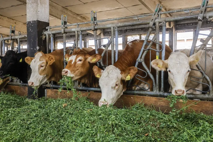 Framed Print : Oberlausitz, Saxony, Germany - Cattle eat fresh grass in the barn
