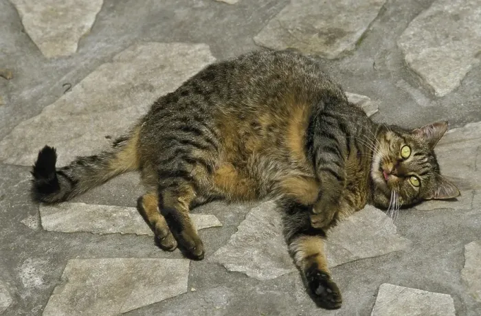 Framed Print : Obese Domestic Cat Rolling