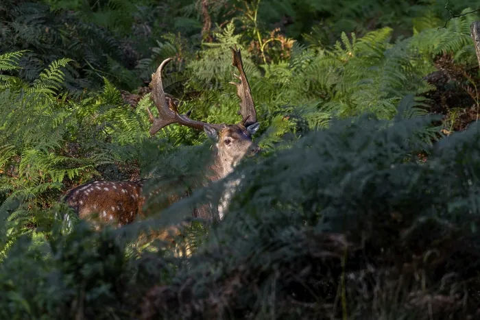 Framed Print : Obscured by the bracken, a strong fallow deer (Dama dama) suddenly stands in front of me