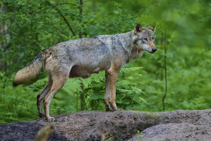 Framed Print : An observant female wolf with mammals observes her surroundings in the dense forest