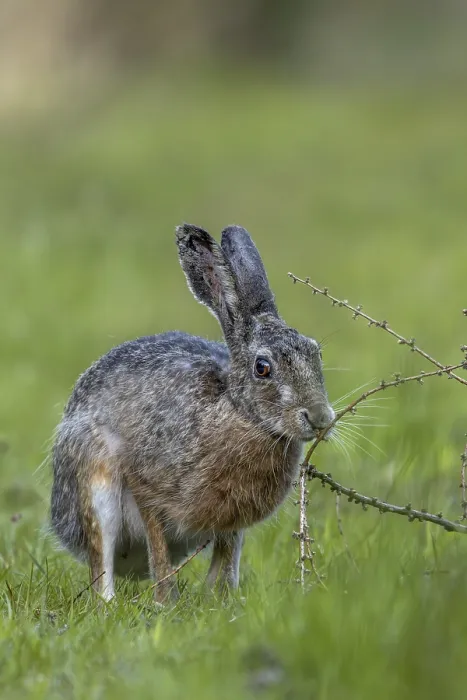 Framed Print : An obviously interesting scent on a larch branch lying on the ground makes the brown hare (Lepus europaeus) pause