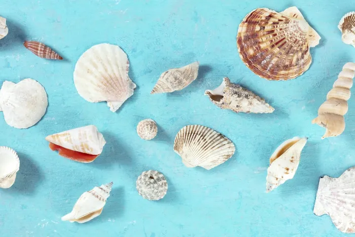 Framed Print : Ocean design with sea shells and a place for text Framed Print : Ocean design with sea shells and a place for text