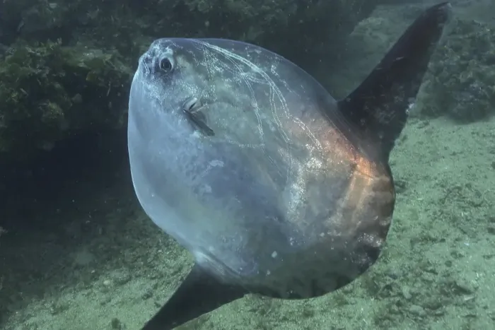 Framed Print : Ocean sunfish (Mola mola). Dive site Marine Reserve Cap de Creus
