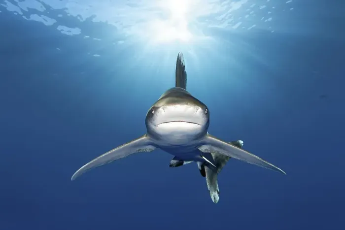 Framed Print : Oceanic whitetip shark (Carcharhinus longimanus) from front Framed Print : Oceanic whitetip shark (Carcharhinus longimanus) from front