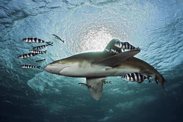 Framed Print : Oceanic whitetip shark, Carcharhinus longimanus