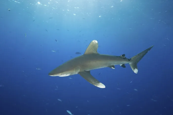 Framed Print : Oceanic whitetip shark (Carcharhinus longimanus)