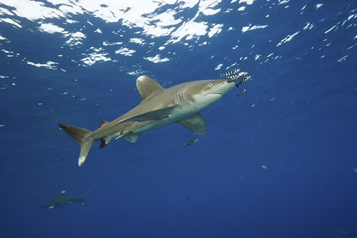 Framed Print : Oceanic whitetip shark, Carcharhinus longimanus