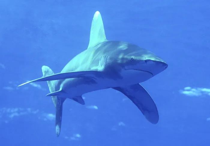 Framed Print : Oceanic whitetip shark (Carcharhinus longimanus)