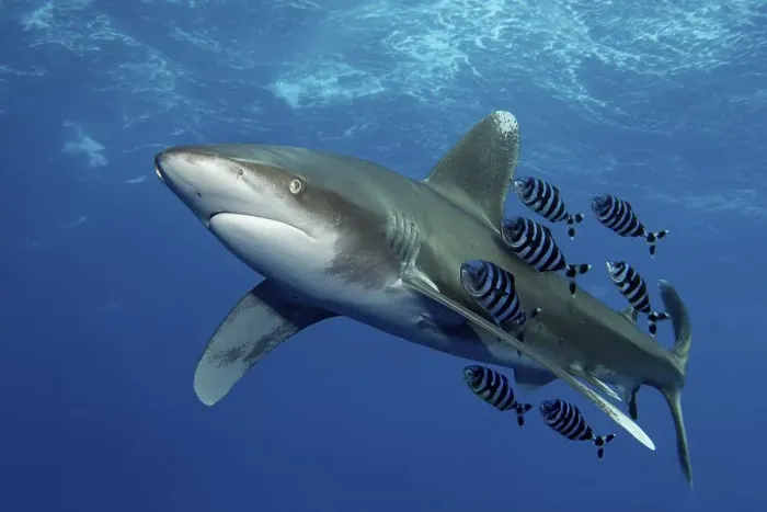 Framed Print : Oceanic whitetip shark (Carcharhinus longimanus) with Pilot Fish (Naucrates ductor) Framed Print : Oceanic whitetip shark (Carcharhinus longimanus) with Pilot Fish (Naucrates ductor)