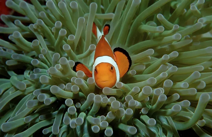 Framed Print : Ocellaris Clownfish (Amphiprion ocellaris)