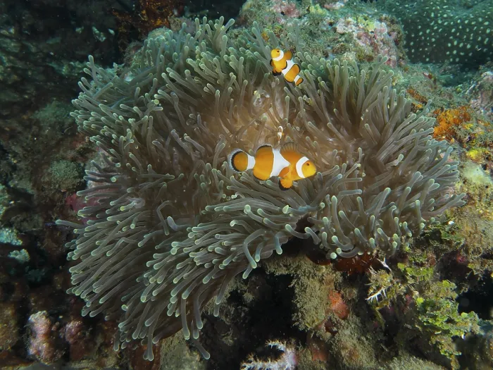 Framed Print : Ocellaris Clownfish (Amphiprion ocellaris) in a sprawling Anthopleura xanthogrammica (Stichodactyla gigantea)