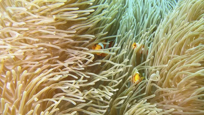Framed Print : Ocellaris Clownfish (Amphiprion ocellaris) hiding between the tentacles of an anemone in a close-up Framed Print : Ocellaris Clownfish (Amphiprion ocellaris) hiding between the tentacles of an anemone in a close-up