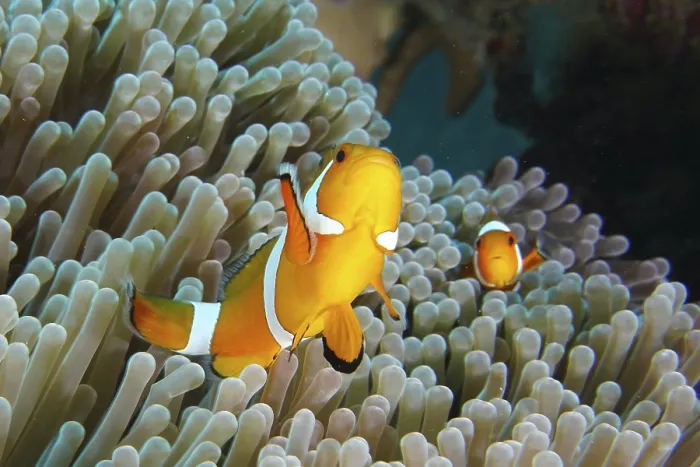 Framed Print : Ocellaris Clownfish (Amphiprion ocellaris) in a sea anemone
