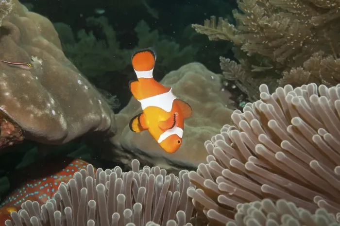 Framed Print : Ocellaris clownfish (Amphiprion ocellaris) in Sea Anemone (Heteractis spec)