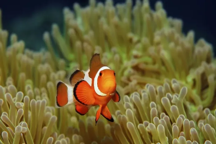 Framed Print : Ocellaris Clownfish or Common Clownfish (Amphiprion ocellaris)