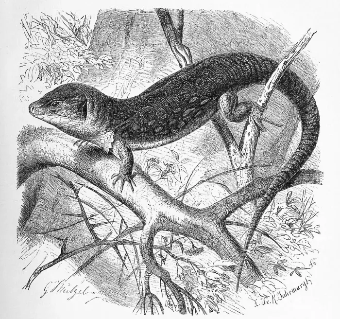 Framed Print : Ocellated lizard (Timon lepidus)