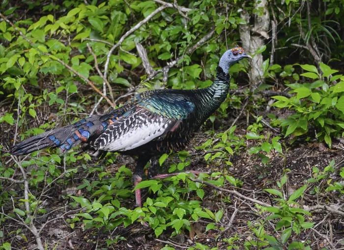 Framed Print : Ocellated turkey (Meleagris ocellata)