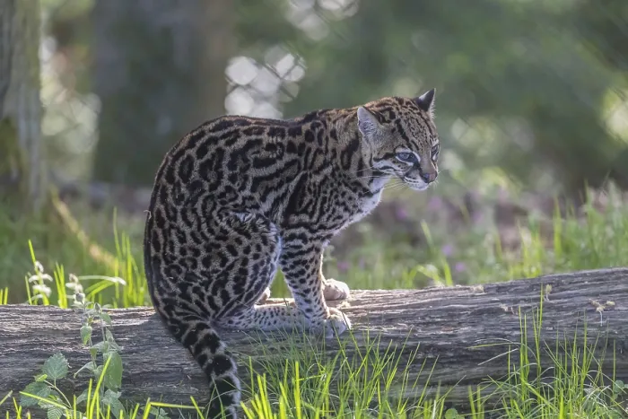 Framed Print : One Ocelot, Leopardus pardalis Framed Print : One Ocelot, Leopardus pardalis