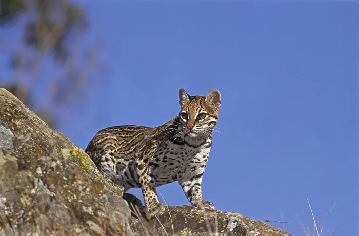 Framed Print : Ocelot (leopardus pardalis), ADULT ON ROCK