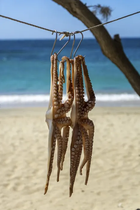Framed Print : Octopus is dried in the sun, Naxos Framed Print : Octopus is dried in the sun, Naxos