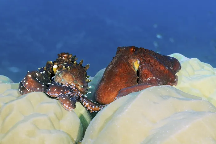 Framed Print : Octopus, Octopus (Octopus vulgarsi) mating