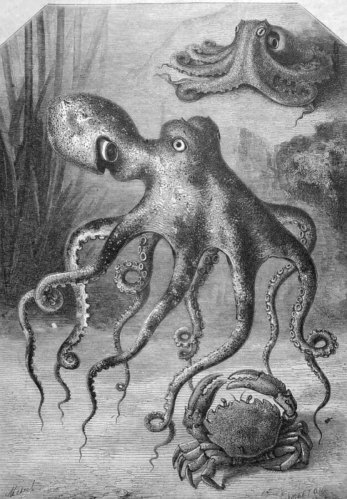 Framed Print : Octopuses and a crab, historic illustration, 1877