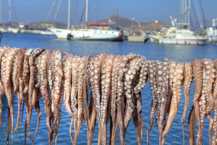Framed Print : Octopuses, hung out to dry, harbour