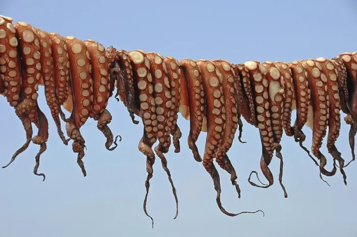 Framed Print : Octopuses hung up to dry on a washing line