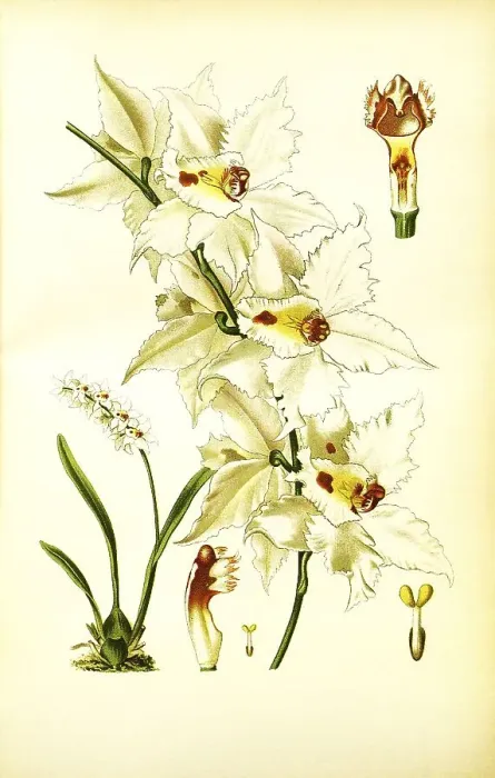 Framed Print : Odontoglossum crispum, curled odontoglossum Framed Print : Odontoglossum crispum, curled odontoglossum