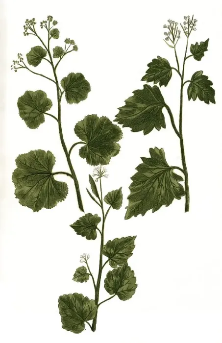 Framed Print : Officinarum, lady's mantle (Alchemilla) Framed Print : Officinarum, lady's mantle (Alchemilla)