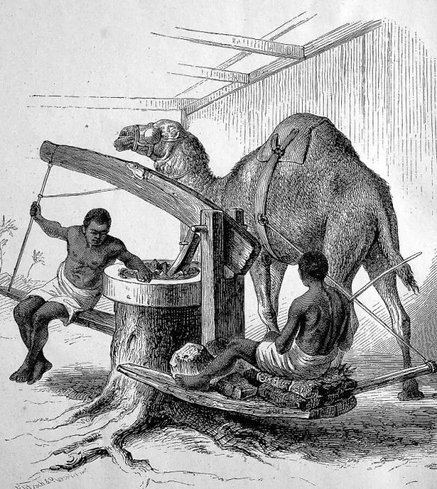 Framed Print : Oil mill, mill with a camel running in a circle and two workers Framed Print : Oil mill, mill with a camel running in a circle and two workers