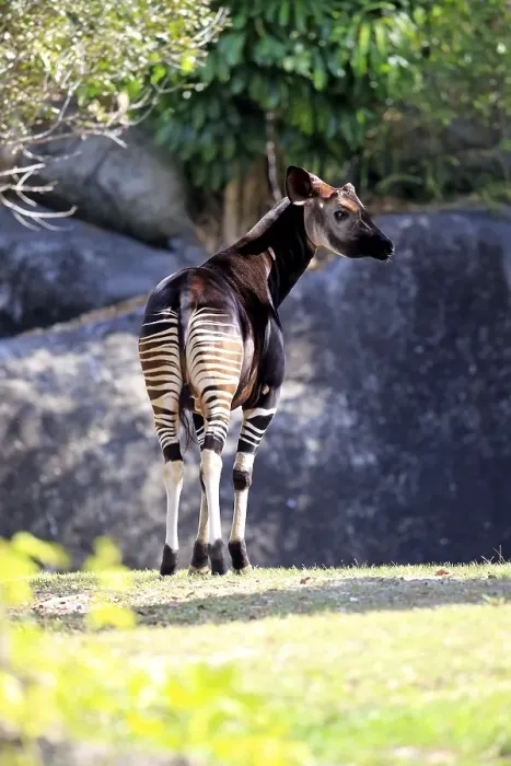 Framed Print : Okapi (Okapia johnstoni), adult