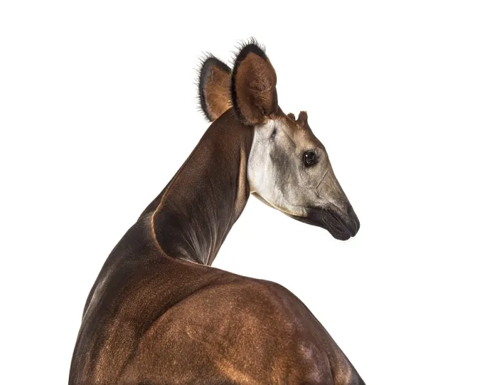 Framed Print : Okapi, Okapia johnstoni, isolated on white