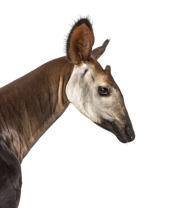 Framed Print : Okapi, Okapia johnstoni, isolated on white
