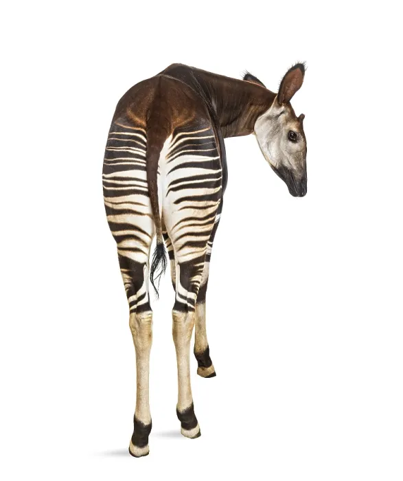 Framed Print : Okapi, Okapia johnstoni, isolated on white Framed Print : Okapi, Okapia johnstoni, isolated on white