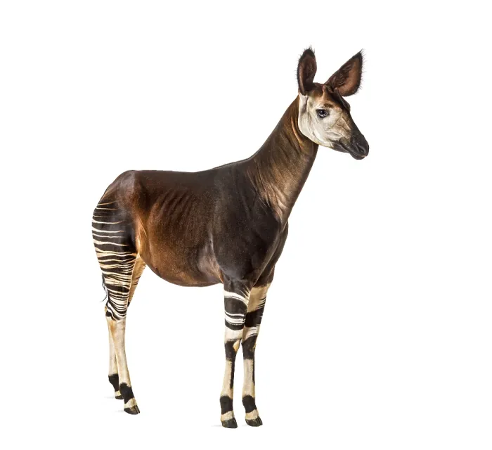 Framed Print : Okapi, Okapia johnstoni, isolated on white